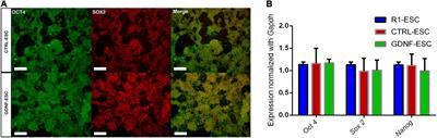 Mouse Embryonic Stem Cells Expressing GDNF Show Enhanced Dopaminergic Differentiation and Promote Behavioral Recovery After Grafting in Parkinsonian Rats